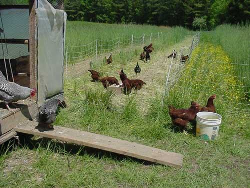 chickens on pasture
