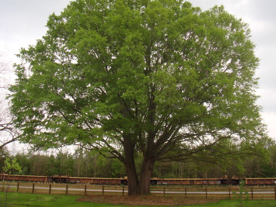 Mature Oak tree.
