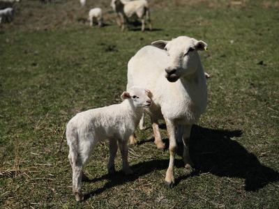 A mother sheep and her lamb.