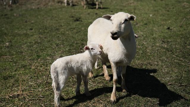 A mother sheep and her lamb.