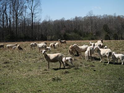 A flock of sheep standing or sitting in a field.