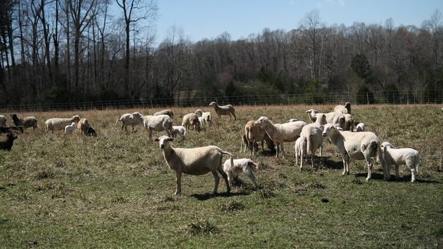 A flock of sheep standing or sitting in a field.