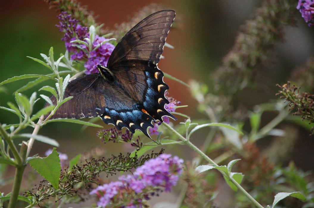 Appalachian Swallowtail butterfly black morph. Notice the large amount of blue on the rear wings. Photo by Mickey French.