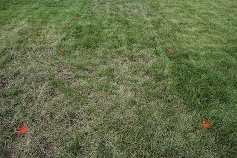 Irregular brown turf symptoms due to gray leaf spot activity.
