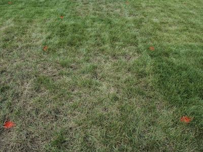 Irregular brown turf symptoms due to gray leaf spot activity.