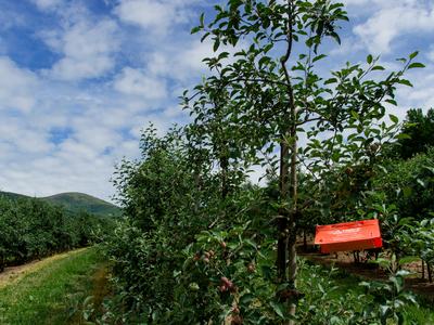 Orange coroplast insect trap in apple orchard