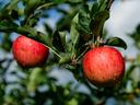 Two apples on tree in orchard