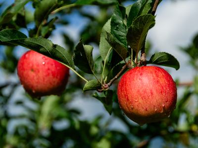 Two apples on tree in orchard