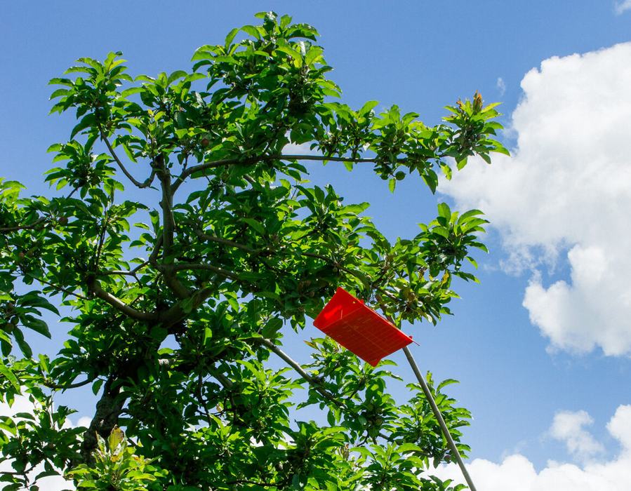 healthy-looking tomato plant with fruit