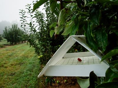 White plastic insect tent trap in an apple orchard