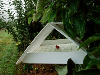 White plastic insect tent trap in an apple orchard