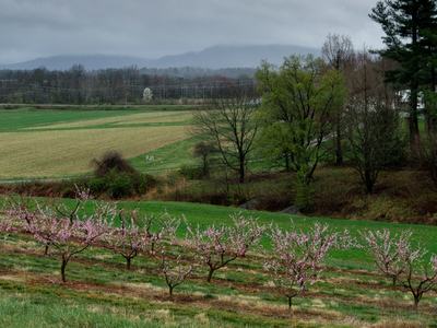 Peach orchard in the rain