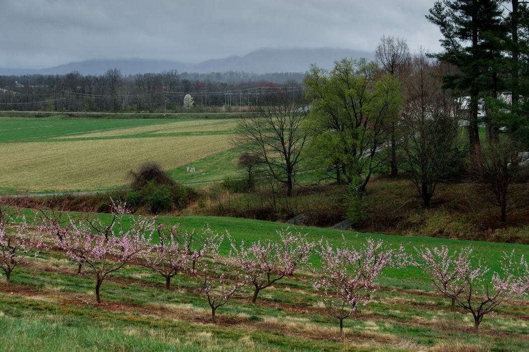 Peach orchard in the rain