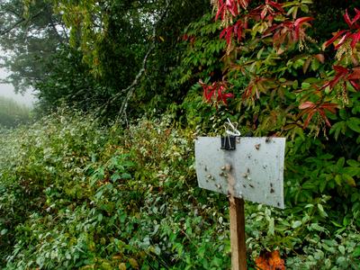 Sticky insect trap with brown marmorated stink bugs on it