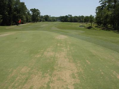 Dead, thinning turf on a creeping bentgrass putting green due to an abiotic condition known as black layer.