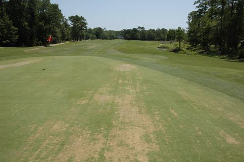 Dead, thinning turf on a creeping bentgrass putting green due to an abiotic condition known as black layer.