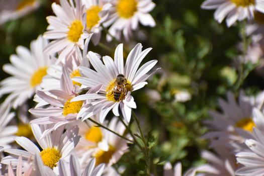 Honey bee on flowers