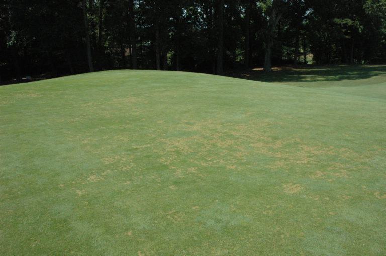 anthracnose on creeping bentgrass and annual bluegrass putting greens
