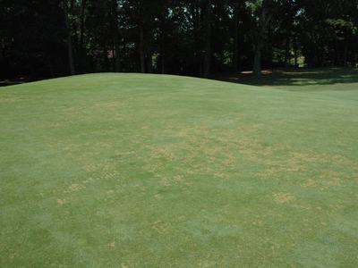 Anthracnose stand symptoms on a golf course putting green.