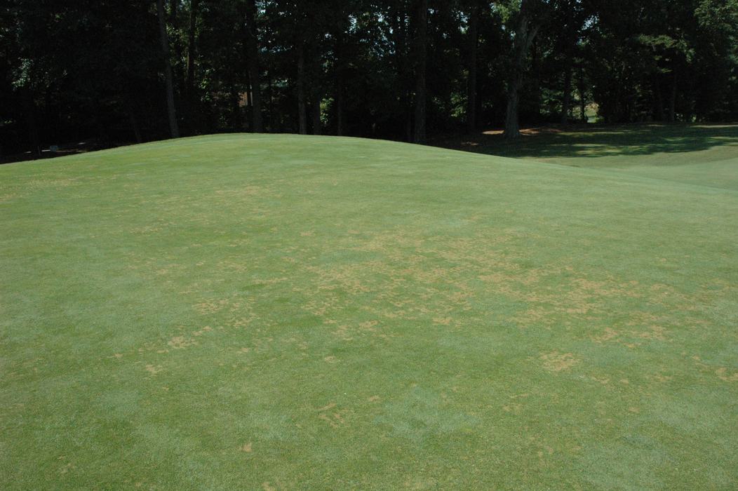 Anthracnose stand symptoms on a golf course putting green.