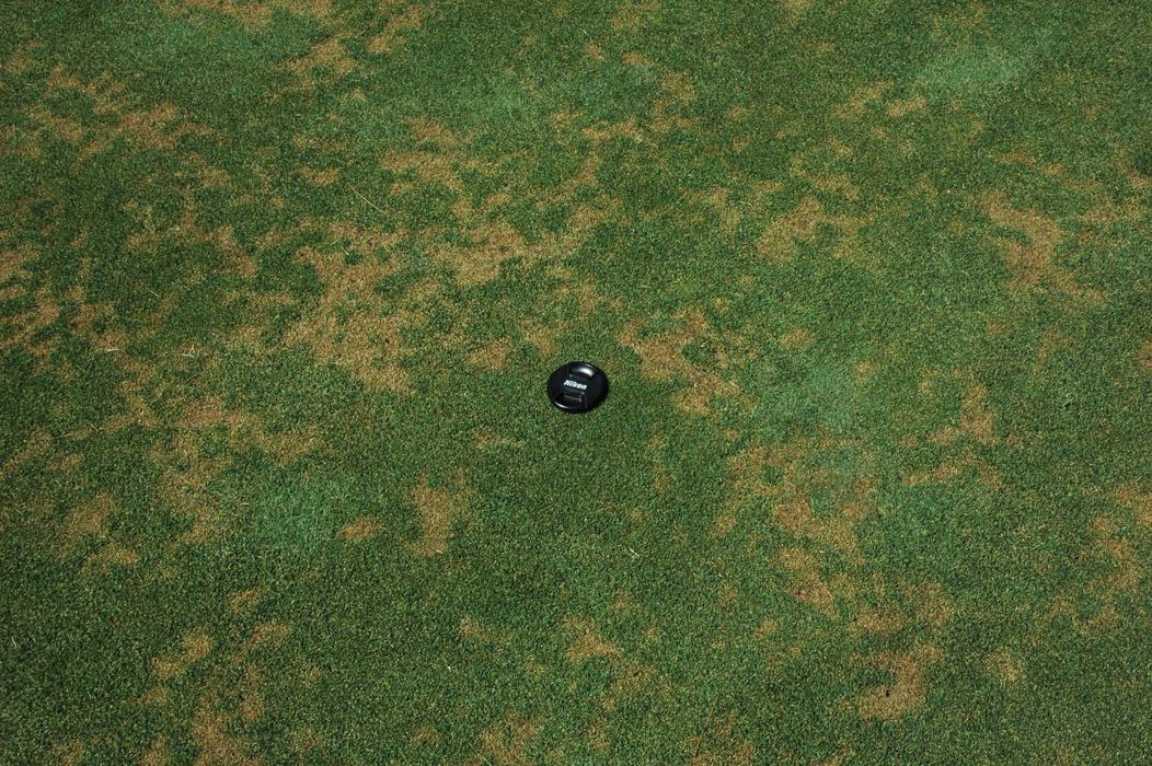 Anthracnose stand symptoms on a golf course putting green.