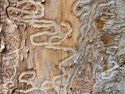 Tree with damage from borers