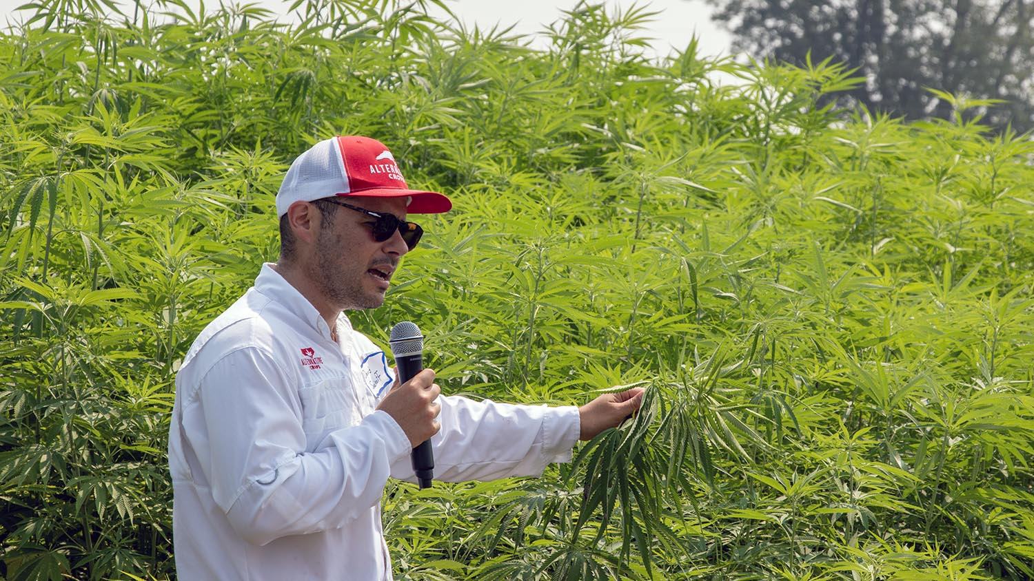 NC State Extension alternative crops expert David Suchoff talks about a hemp plant