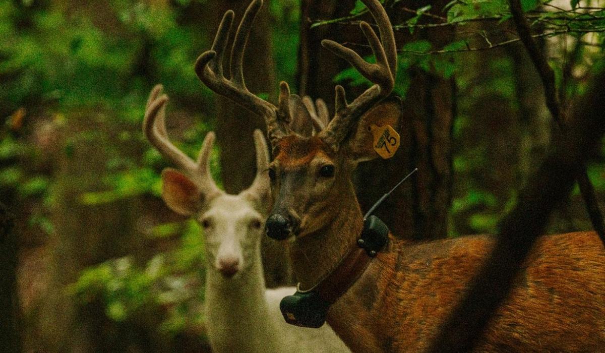 A Look into the Urban-Rural Deer Ecology Study in Orange and
