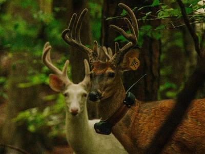 Whitetail Deer with Radio Collars