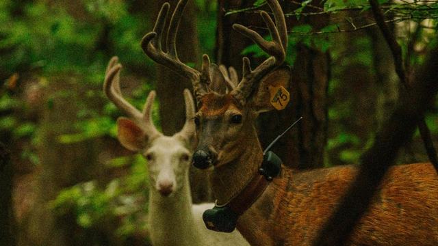 Whitetail Deer with Radio Collars