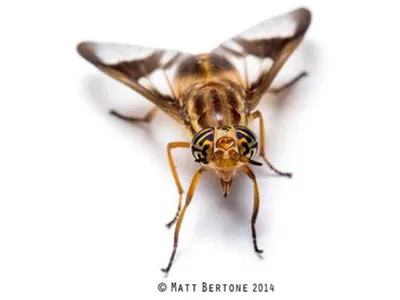 Deer fly