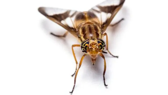 Deer fly