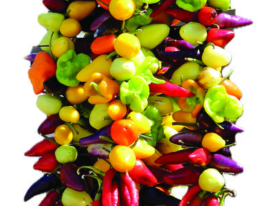 Display of peppers hanging