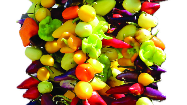 Display of peppers hanging