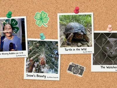 Corkboard with four photos pinned: a child blowing bubbles, a pine branch with a pinecone, a turtle on grass, and a gray cat peering through a chain-link fence. Decorative clover and camera stickers complete the display.