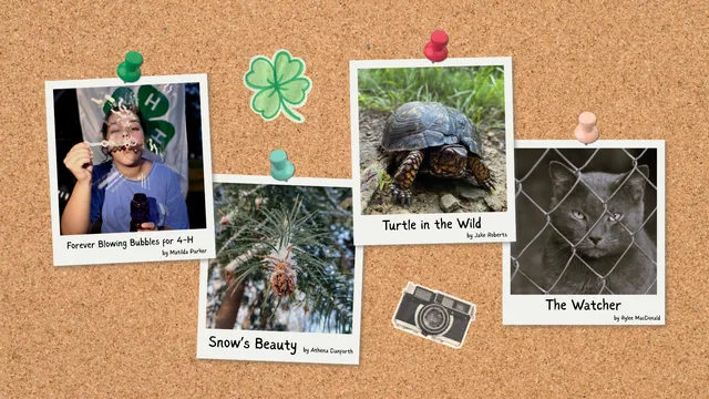 Corkboard with four photos pinned: a child blowing bubbles, a pine branch with a pinecone, a turtle on grass, and a gray cat peering through a chain-link fence. Decorative clover and camera stickers complete the display.