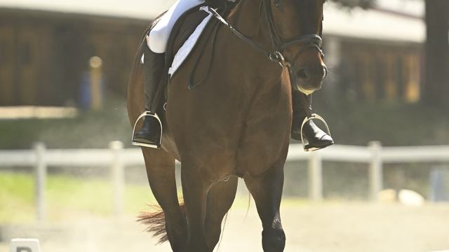 A picture of a dressage rider in the outdoor arena during the 2025 NC State 4-H Horse Show.