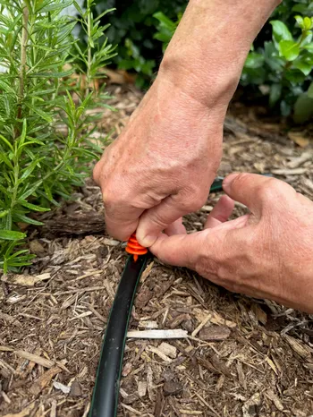 Close up of home gardener punching a hole in irrigation tubing to add an emitter.