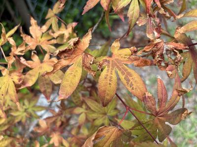 Driven by drought, leaf scorch occurs when roots can't absorb enough water to match transpirational loss, killing the leaf margins. Photo courtesy of Amy Mead