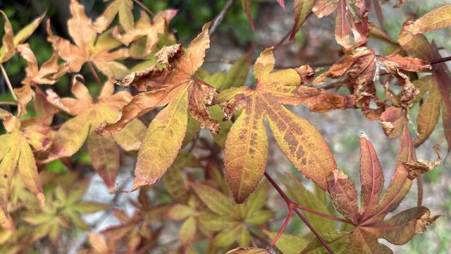 Driven by drought, leaf scorch occurs when roots can't absorb enough water to match transpirational loss, killing the leaf margins. Photo courtesy of Amy Mead