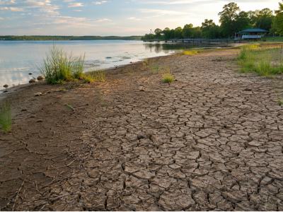 The shoreline of the Pungo River with very dry, cracked dirt.  There is very little vegetation, a few clumps of swamp grass. Line of trees in the background