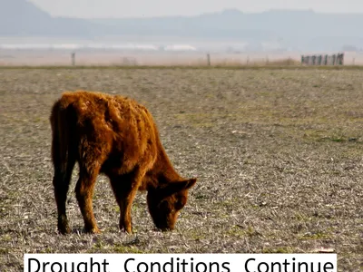 A brown calf grazes in a dry, sparse field under a hazy sky. A white text box in the upper right corner reads, "Drought Conditions Continue."