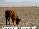 A brown calf grazes in a dry, sparse field under a hazy sky. A white text box in the upper right corner reads, "Drought Conditions Continue."