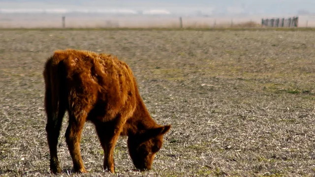 A brown calf grazes in a dry, sparse field under a hazy sky. A white text box in the upper right corner reads, "Drought Conditions Continue."