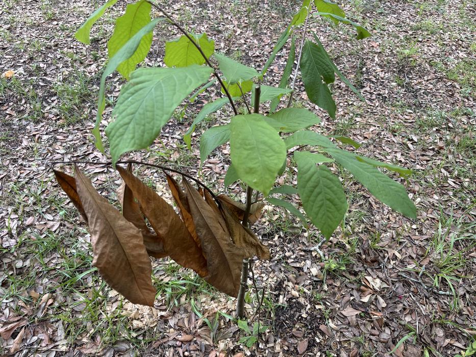 Drought can cause stem die off as seen on this young Paw Paw Tree. Photo Courtesy of Amy Mead.