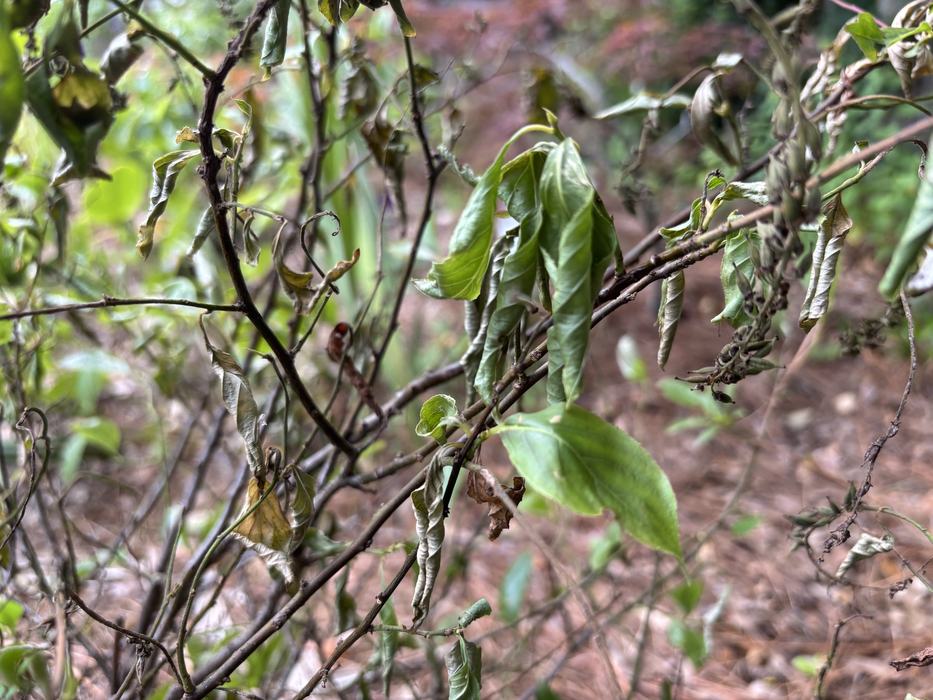 Drought conditions can be very hard on newly planted shrubs that haven't yet established a strong root system. Photo courtesy of Amy Mead