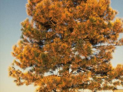 Pine tree with brown needles