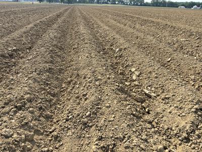 Dry field near Rocky Mount NC