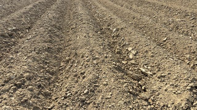 Dry field near Rocky Mount NC