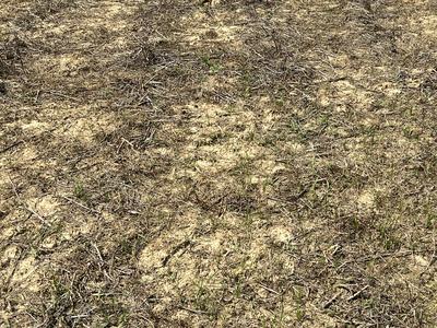 A picture of a dry, no-tillage field ready to be planted with a few weeds present.